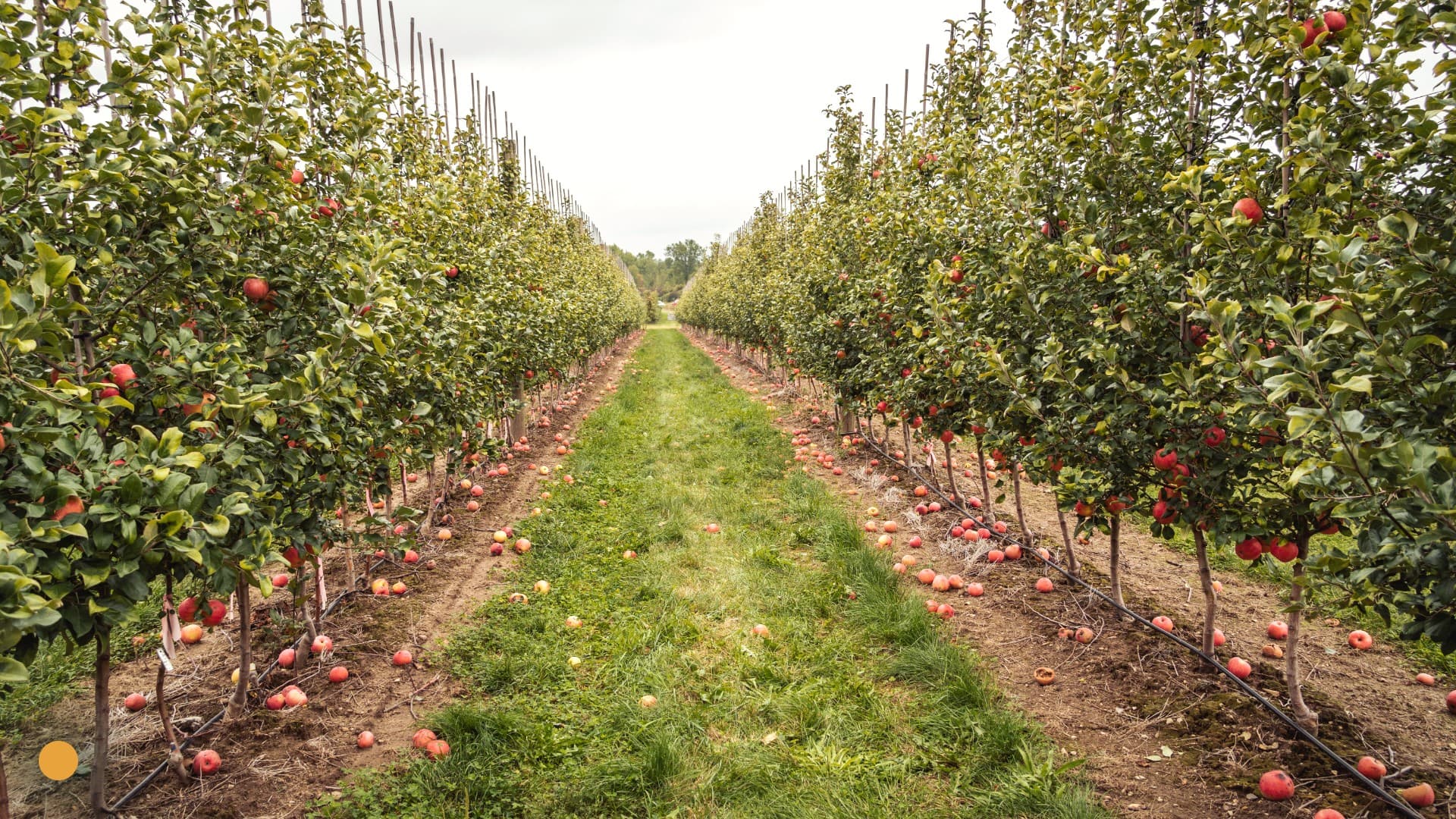 orchard irrigation
