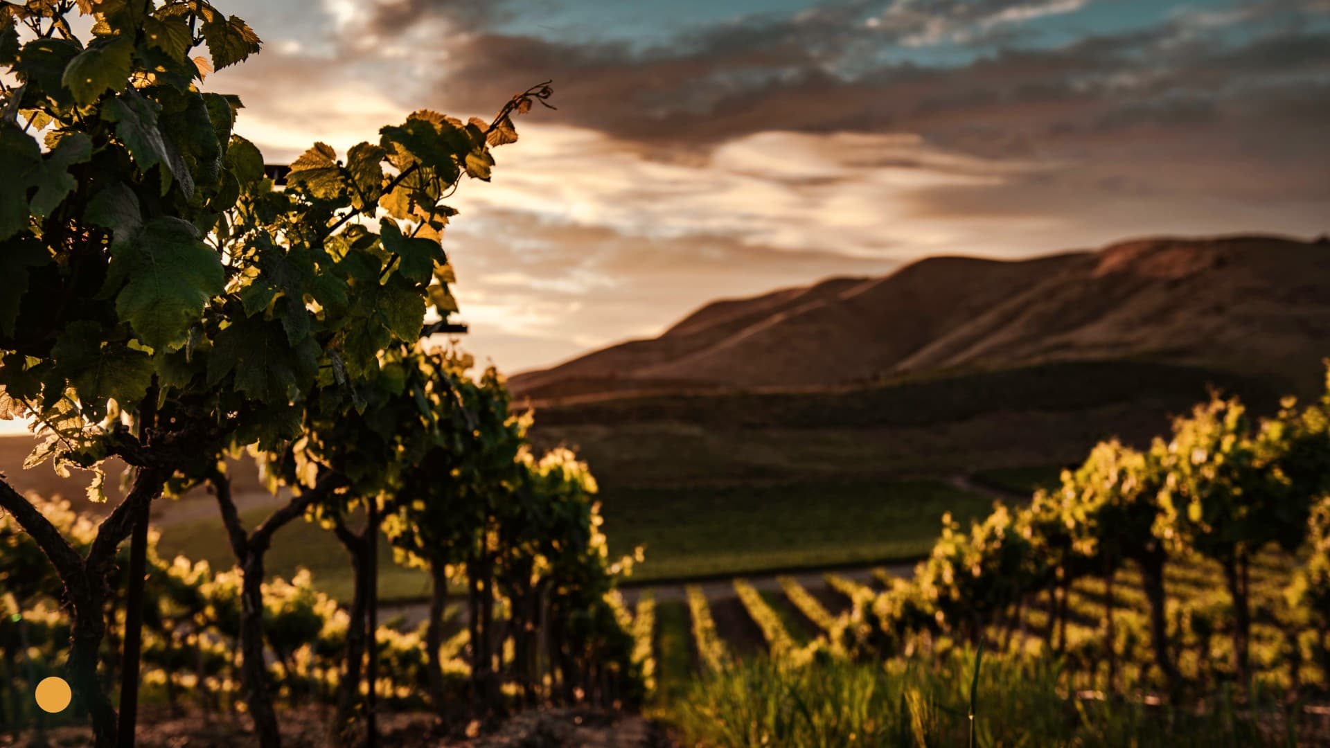 hilly vineyard